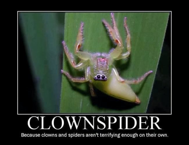 Obrázek Clownspider  