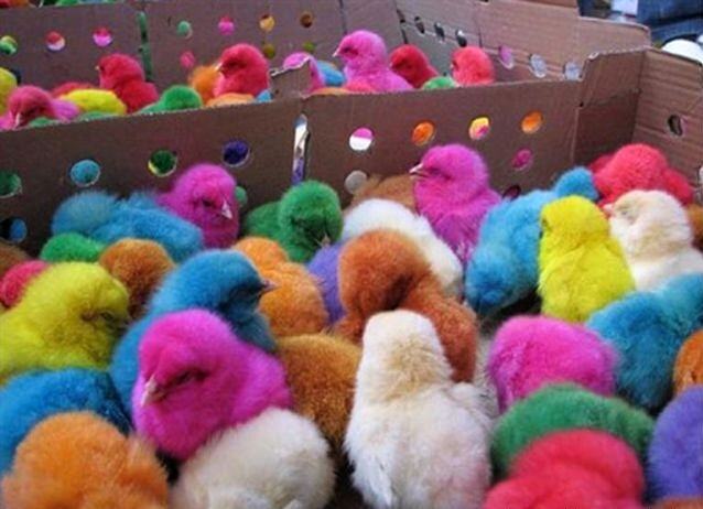 Obrázek Colour chicks