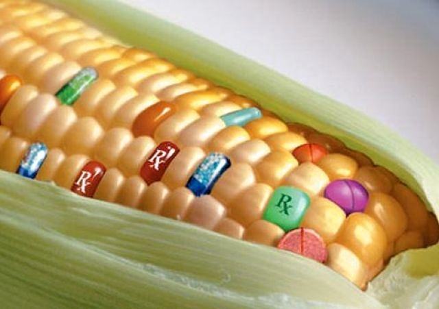 Obrázek Corn - 21-05-2012