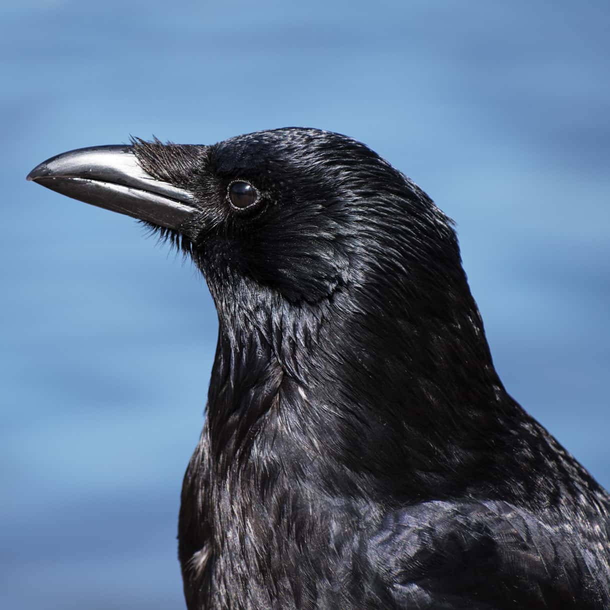 Obrázek Corvus corone