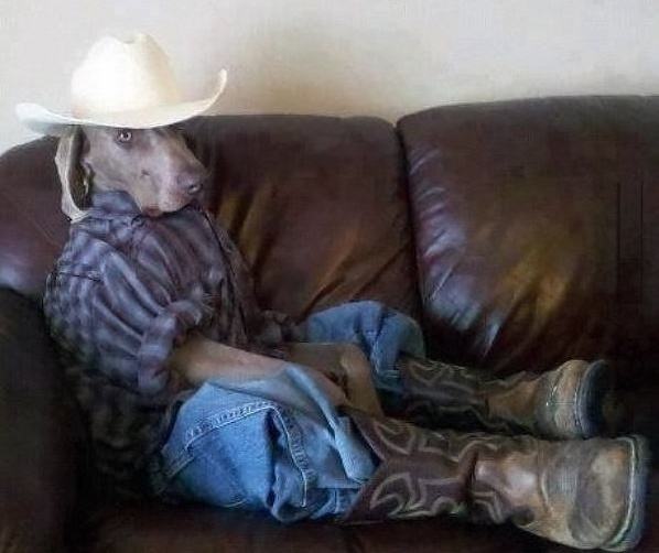 Obrázek Cowboy Dog