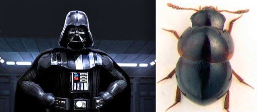 Obrázek Darth Vader i Agathidium vaderi