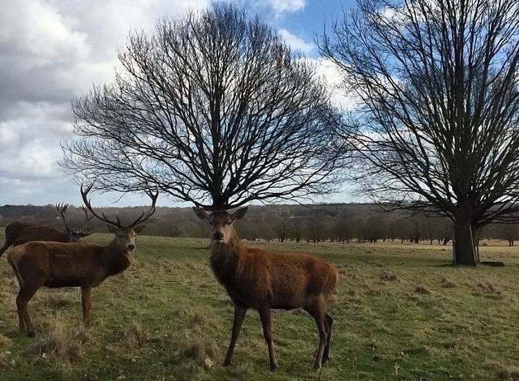 Obrázek Deer-King