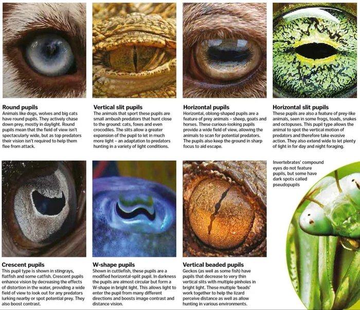 Obrázek Different-usages-of-different-pupils-on-animals