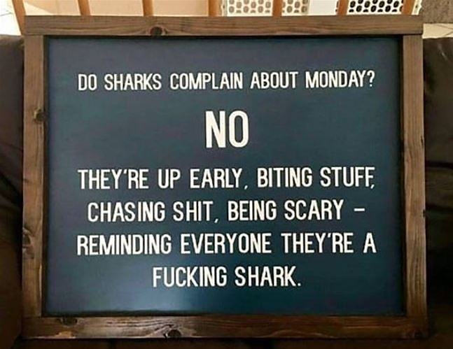 Obrázek Do Sharks Complain About Monday