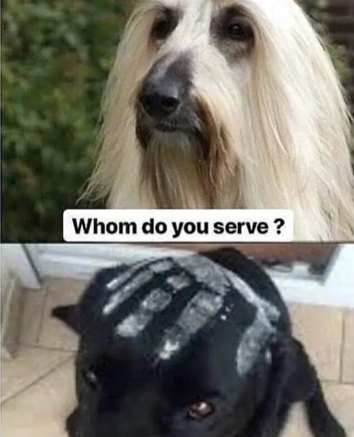 Obrázek Dogoman-The-White