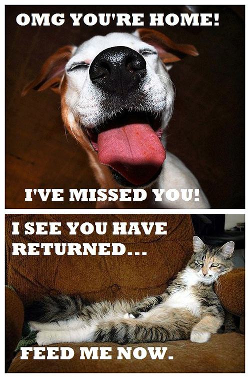 Obrázek Dogs vs cats - emotions 21-01-2012