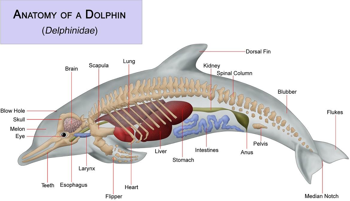 Obrázek Dolphin Lungren