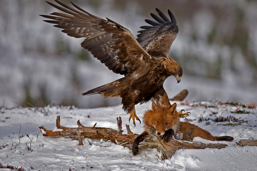 Obrázek Eagle killing fox