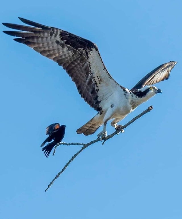 Obrázek Flying First Class