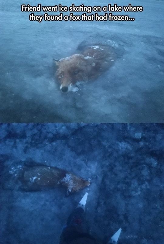 Obrázek Fox that han frozen