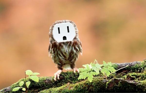 Obrázek Funny owl