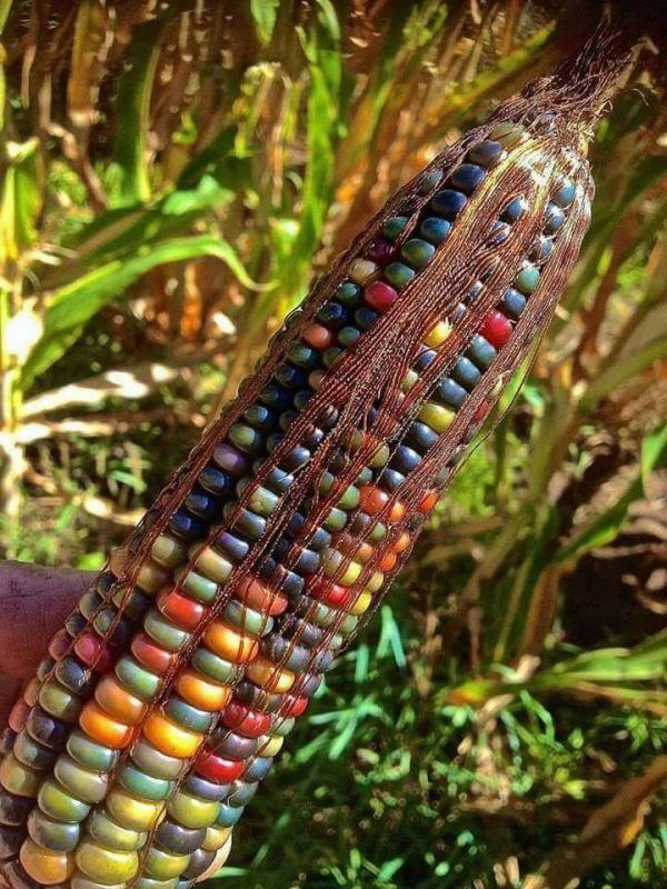 Obrázek GMO corn