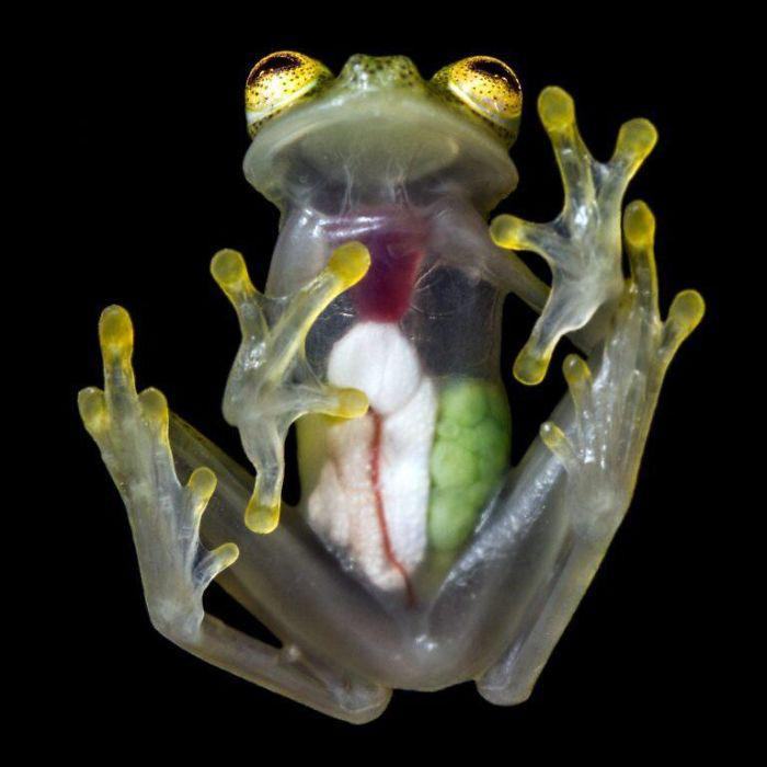 Obrázek Glass Frog