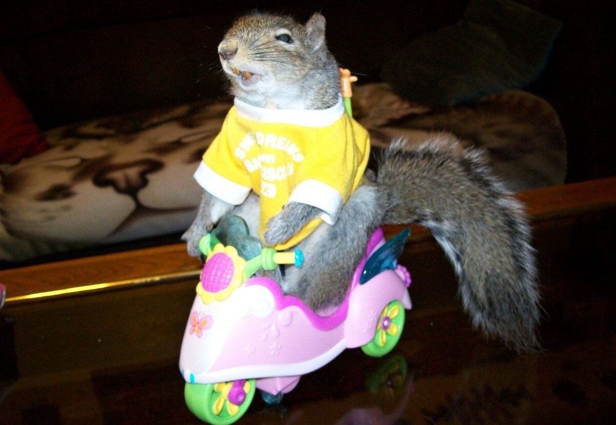 Obrázek Happy squirrel