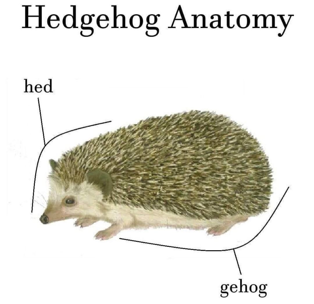 Obrázek Hedgehog anatomy