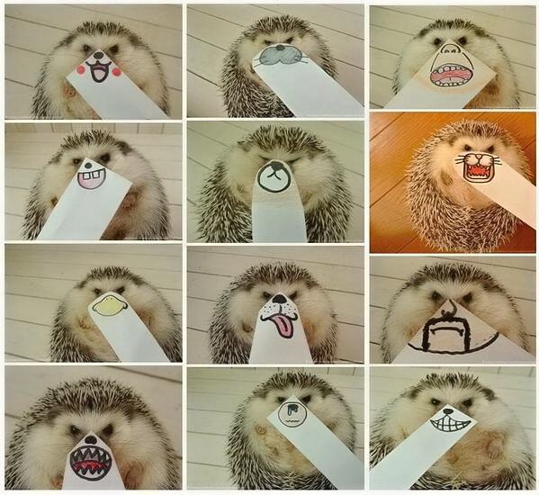 Obrázek Hedgie faces 