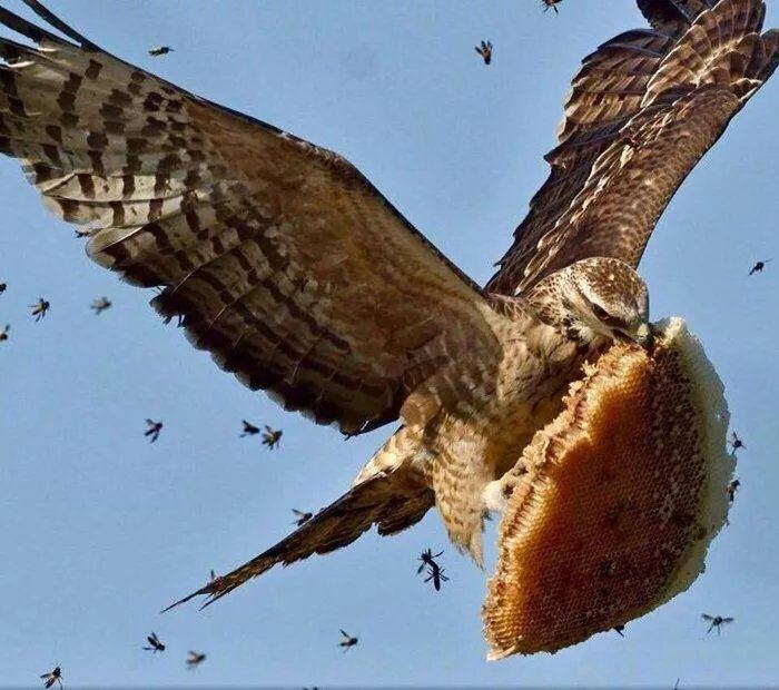 Obrázek Honeycomb-thief-with-bees-in-hot-pursuit