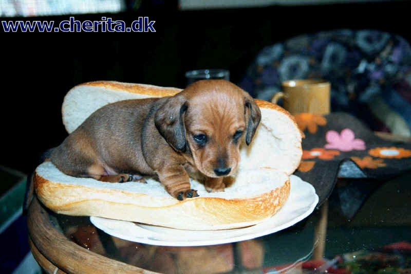 Obrázek Hotdog