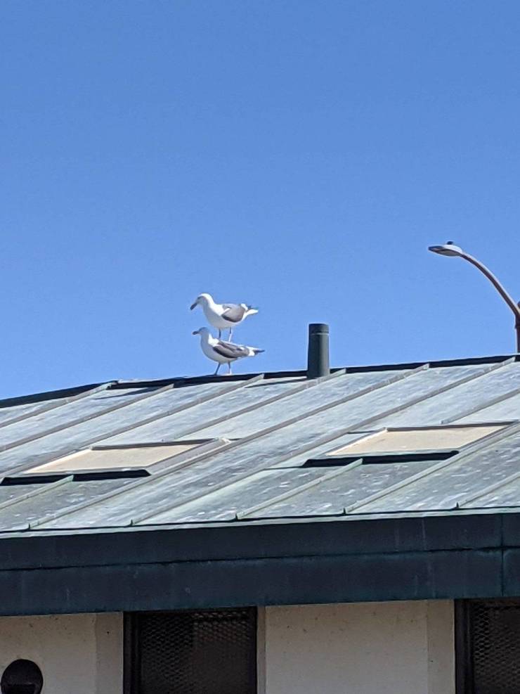 Obrázek How tall is your chimney - About two seagulls high