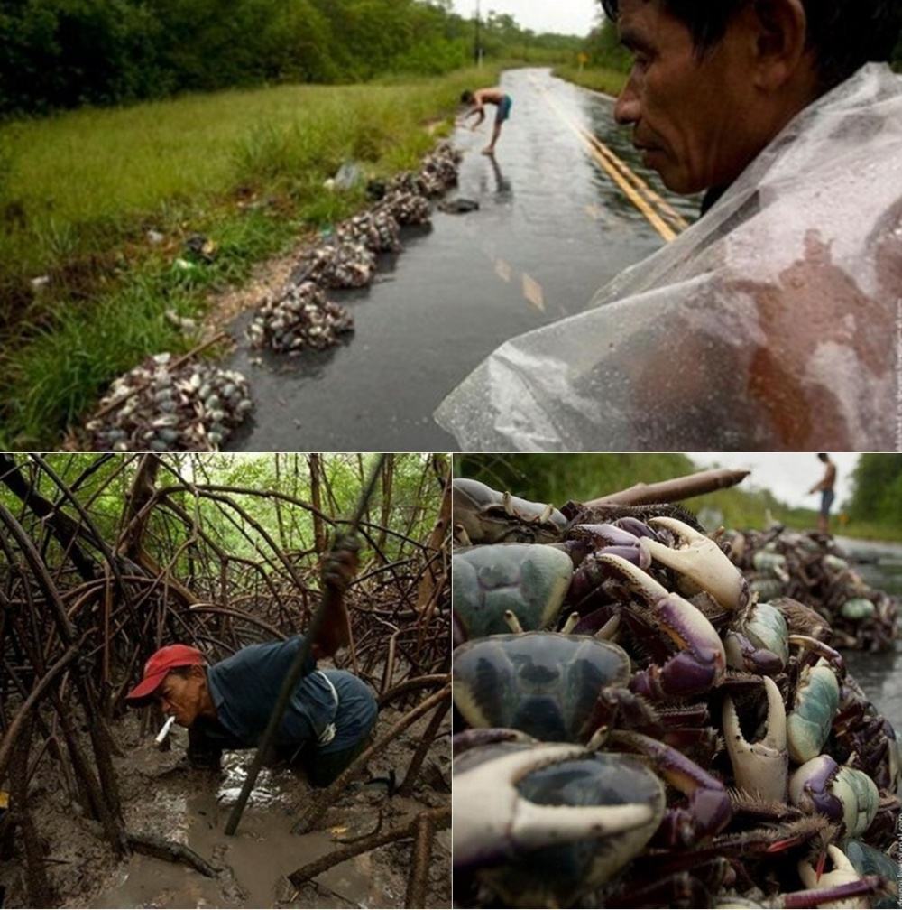 Obrázek Hunting for Crabs in Brazil