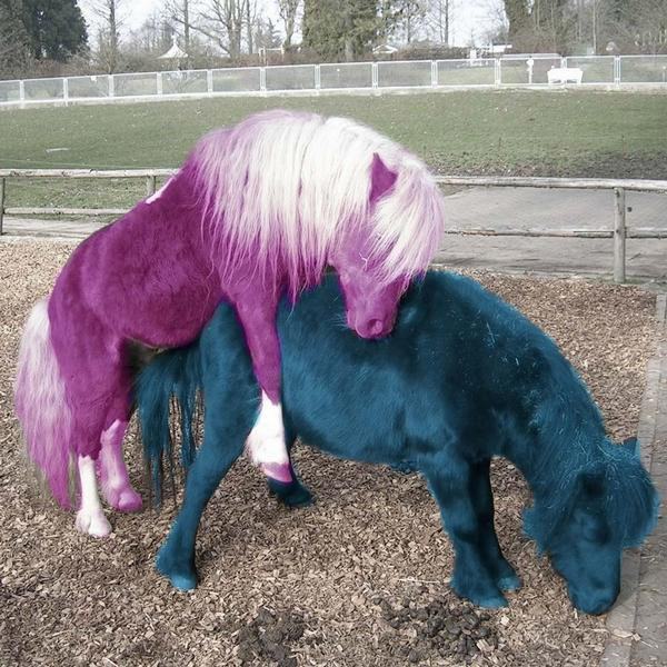 Obrázek I love my little pony