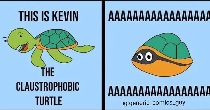 Obrázek Kevin the turtle