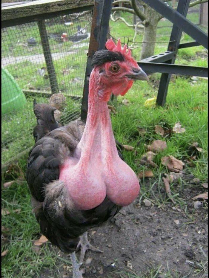 Obrázek Look at this cock