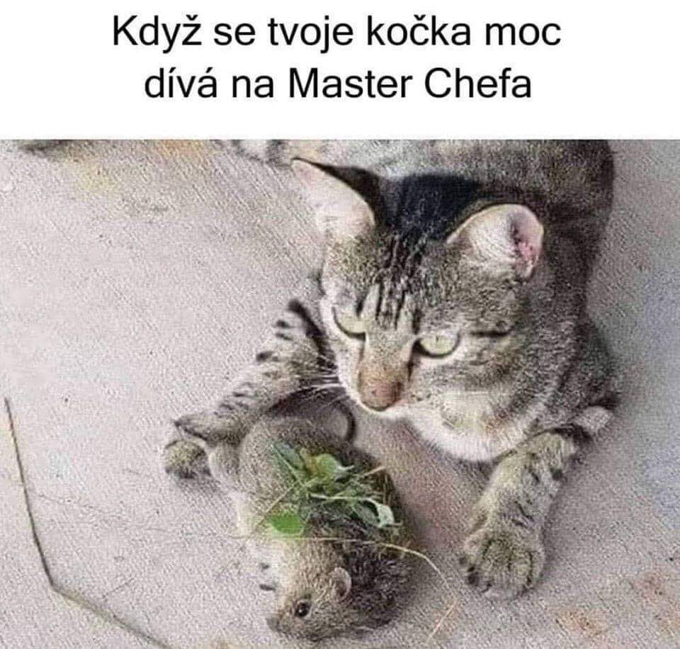 Obrázek Master Chef kosiska