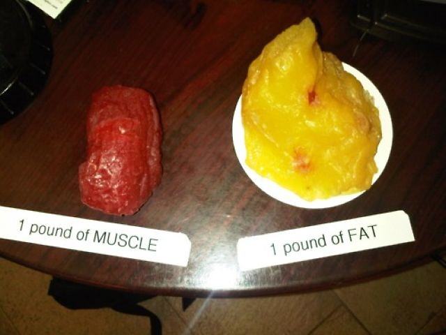 Obrázek Muscle - Fat
