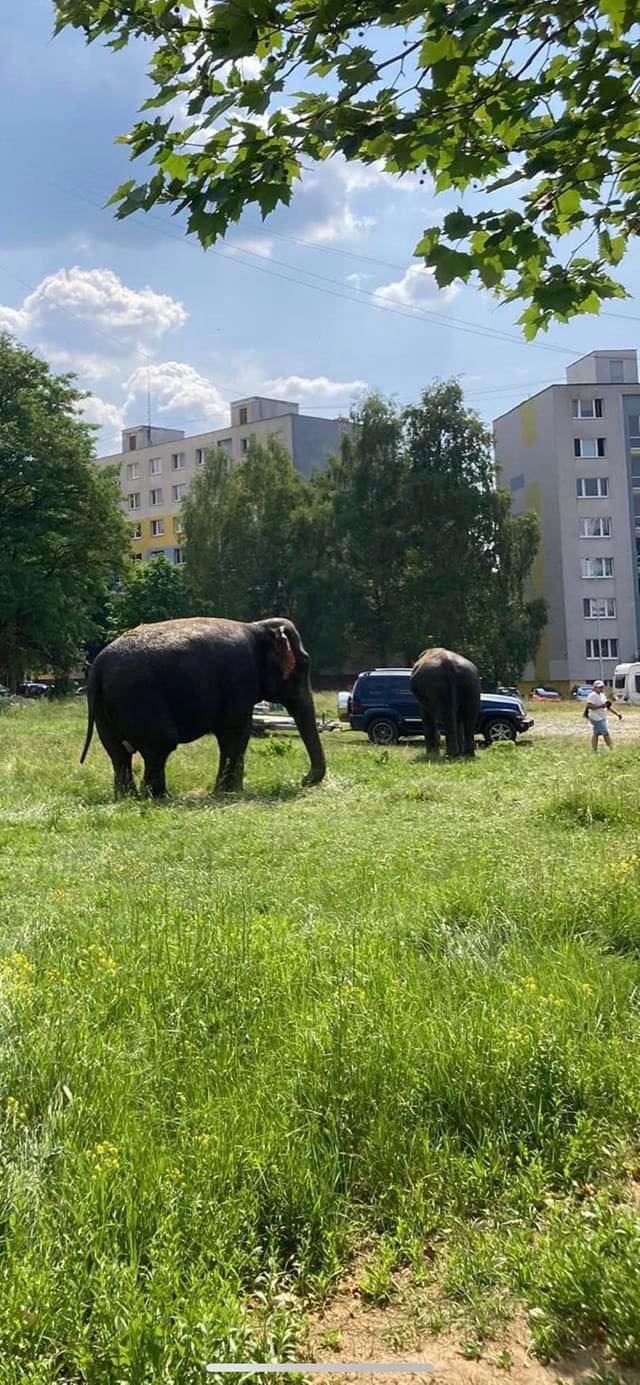 Obrázek Na slovensku z radiace uz rostou kravam choboty