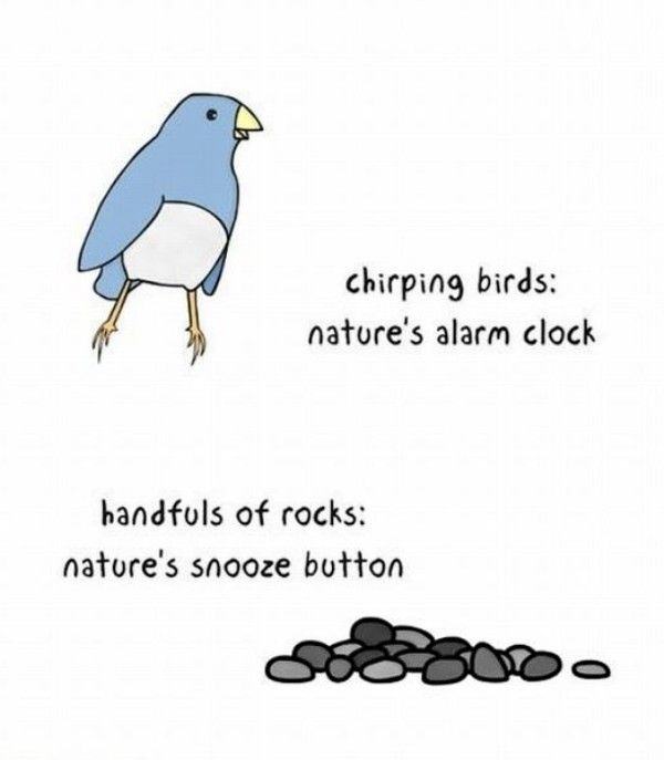 Obrázek Natures Alarm Clocks