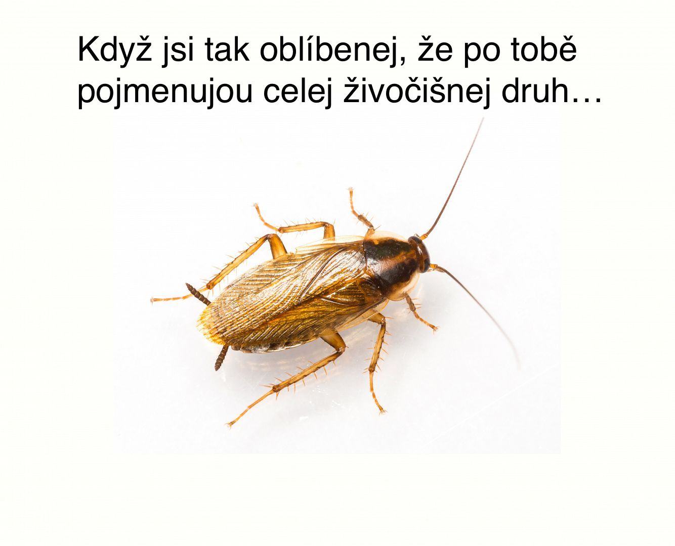 Obrázek Nejsem Odbornik Tak Nevim