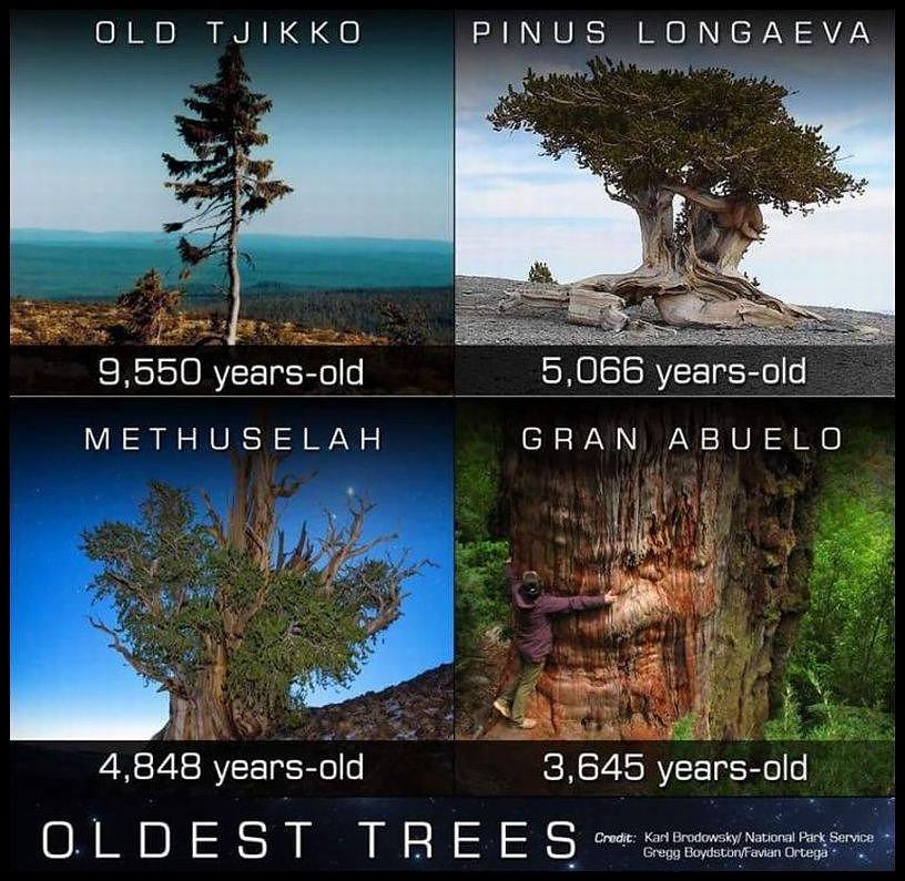 Obrázek OldestTrees