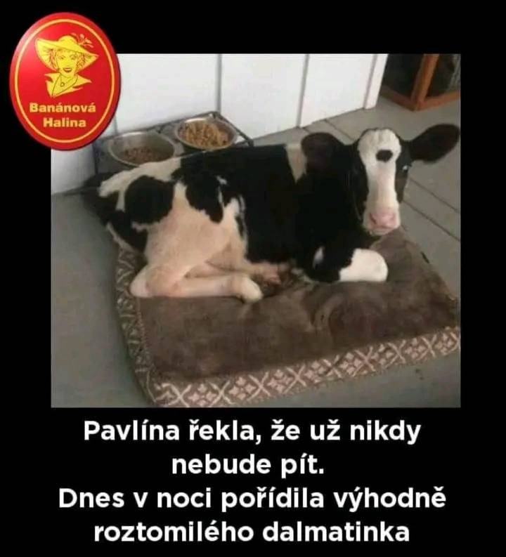 Obrázek Pavlina2