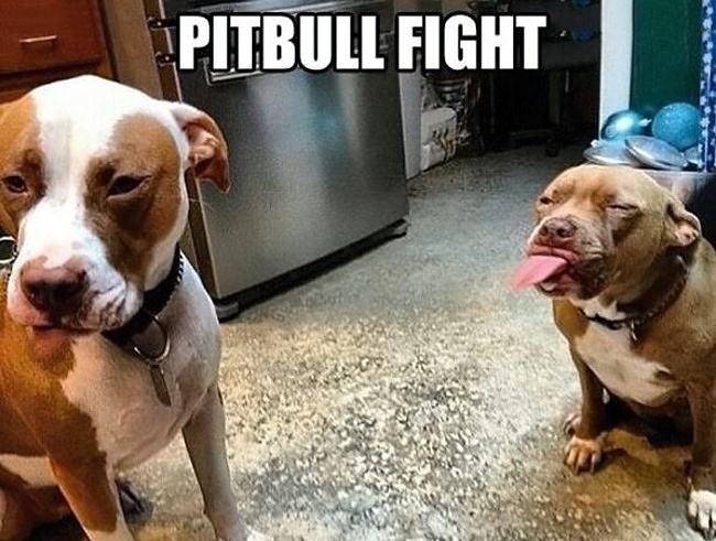 Obrázek Pitbull Fight