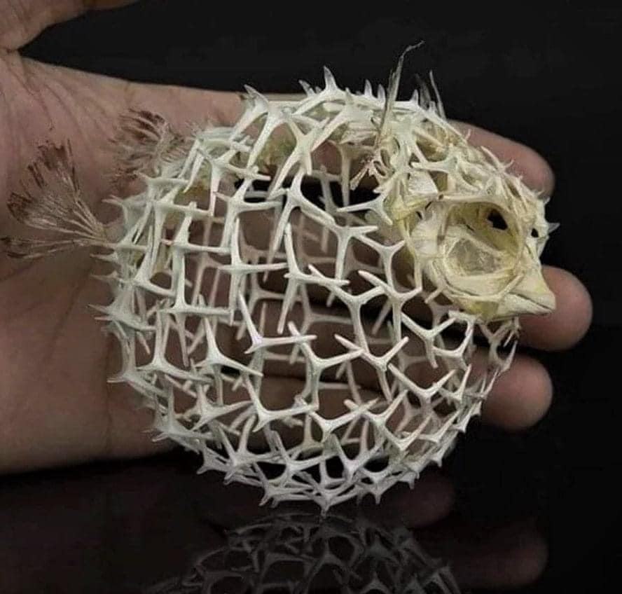 Obrázek Puffer fish skeleton