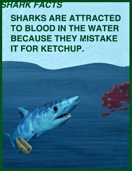 Obrázek Shark Facts