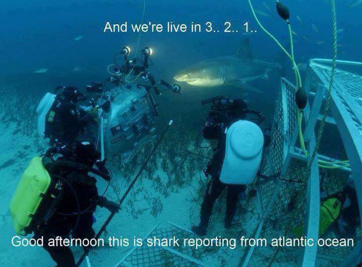 Obrázek Shark reporting
