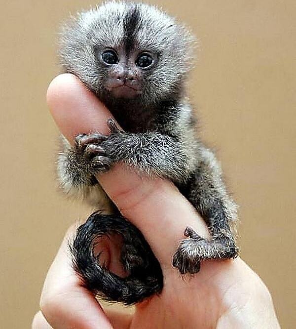 Obrázek Smallest Monkey in the World1
