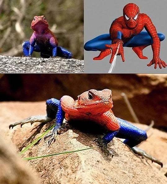 Obrázek Spiderfrog