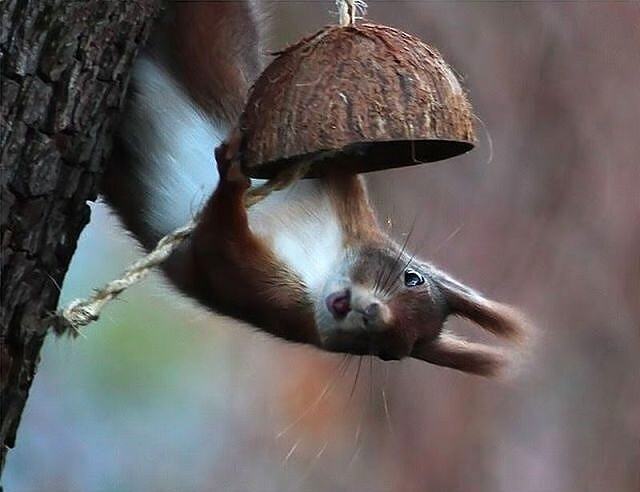 Obrázek Squirrel feeding