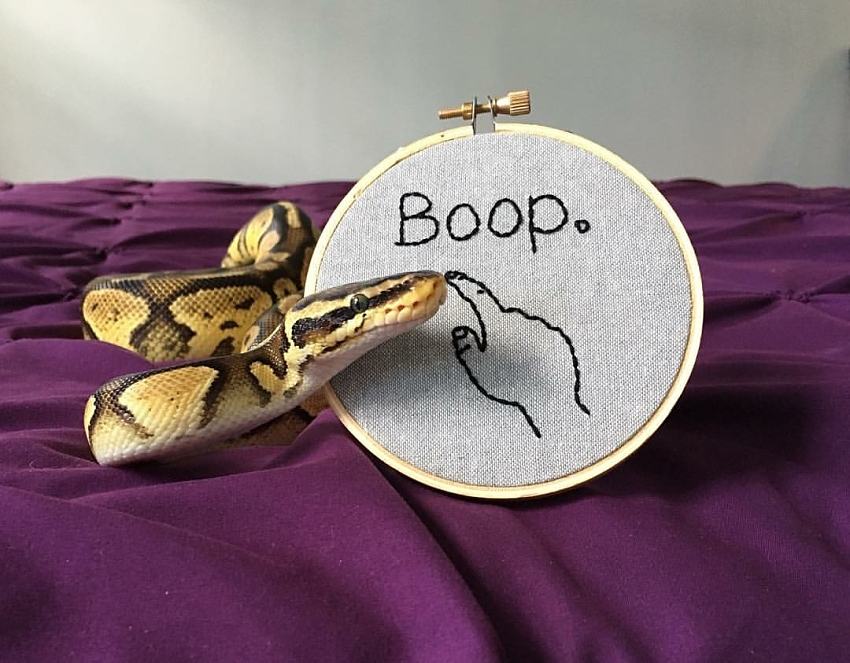 Obrázek Stitched for Infinite Boops