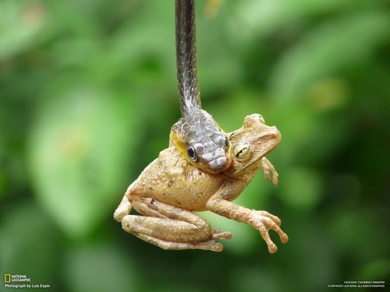 Obrázek Superb Photos From National Geographic1