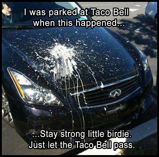 Obrázek Taco Bell Bird    