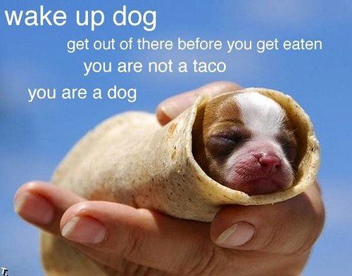 Obrázek Taco dog 19-02-2012