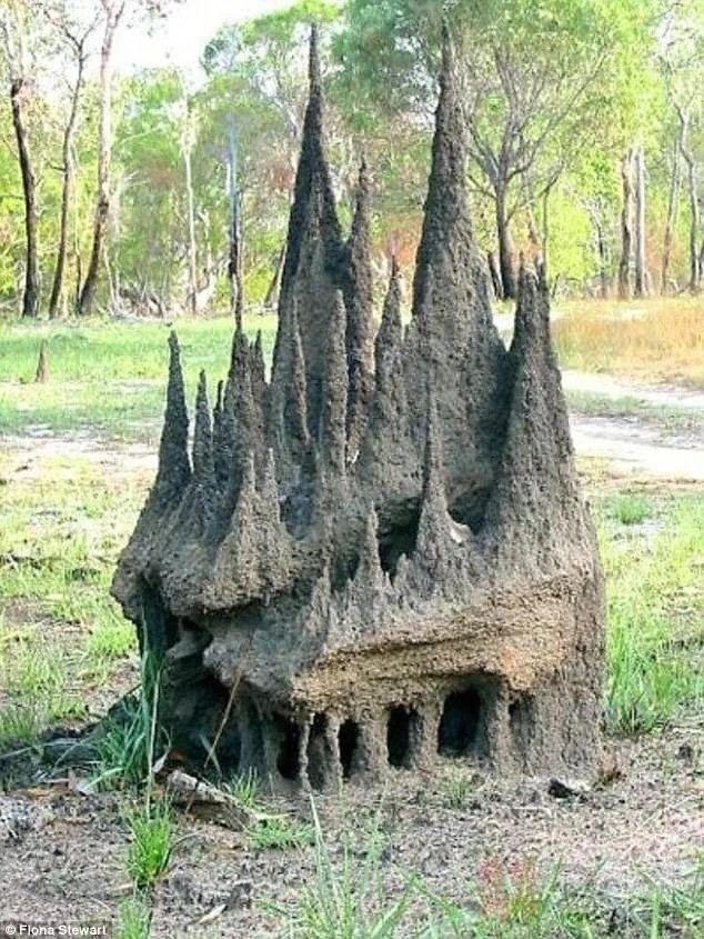 Obrázek Termites-also-want-nice-cathedrals-