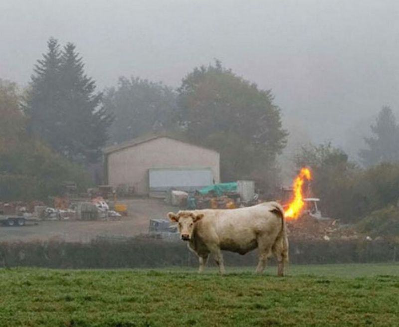 Obrázek The Global Warming Cow