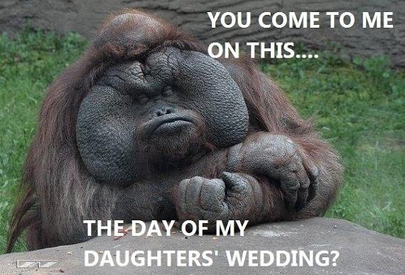 Obrázek The Godfather Gorilla 02-04-2012