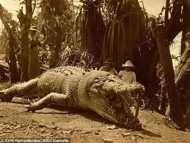 Obrázek The biggest crocodile ever caught in Australia 8.6m